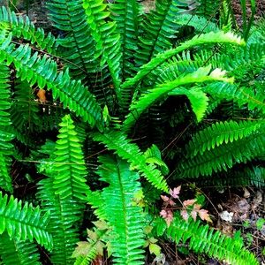 Kimberly fern